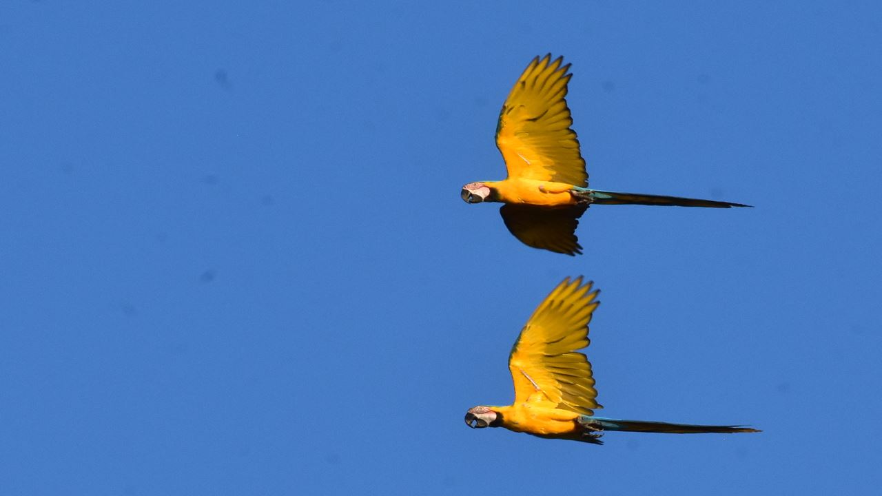 Parc National De Manu : Réserve Mondiale De La Biosphère foto 3