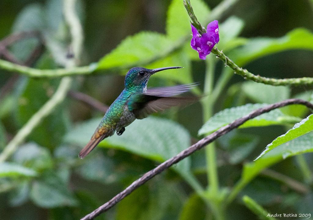 Parc National De Manu : Réserve Mondiale De La Biosphère foto 9