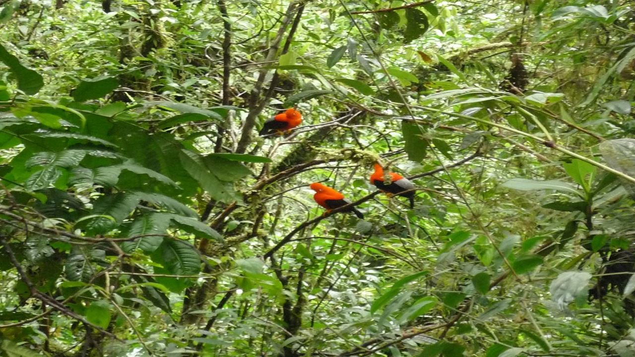 Parc National De Manu : Réserve Mondiale De La Biosphère foto 12