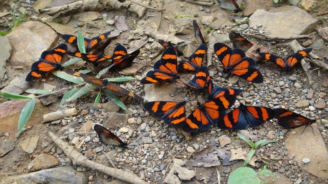 Parc National De Manu : Réserve Mondiale De La Biosphère foto 5