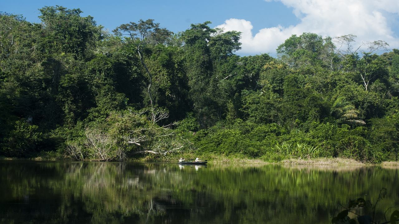 Parc National De Manu : Réserve Mondiale De La Biosphère foto 10