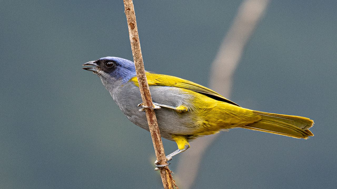 Observación De Aves Abra Malaga Desde Ollantaytambo foto 7