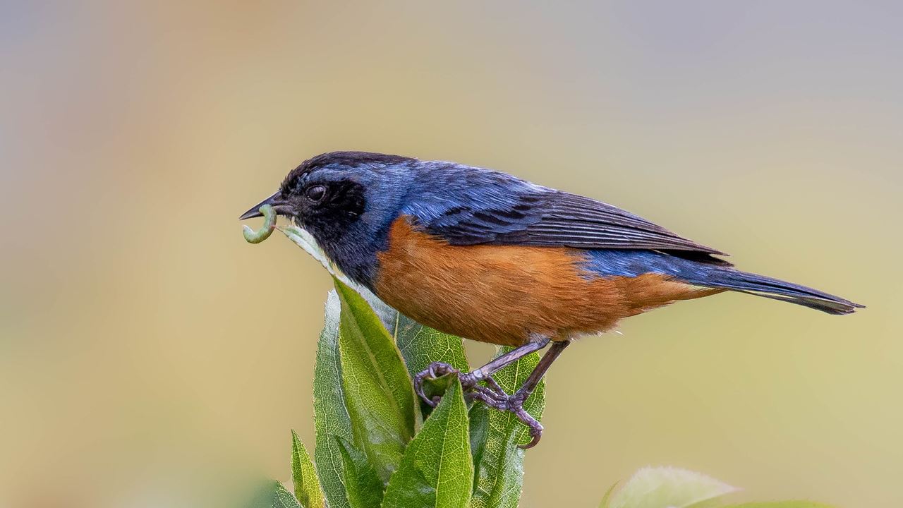 Observación De Aves Abra Malaga Desde Ollantaytambo foto 2