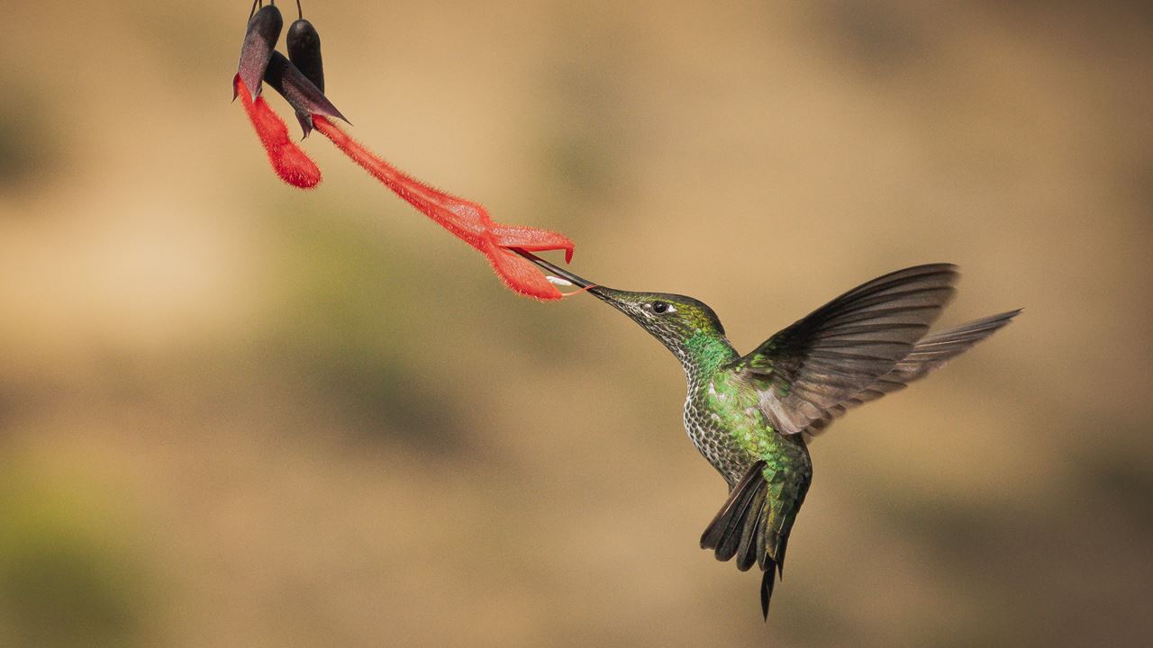 Observación De Aves Abra Malaga Desde Ollantaytambo foto 4