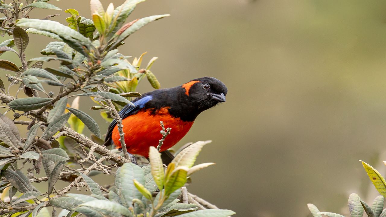 Observación De Aves Abra Malaga Desde Ollantaytambo foto 10