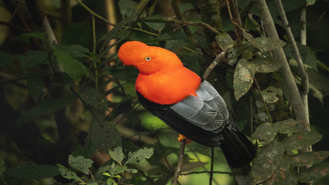 Vogelbeobachtung In Machu Picchu Von Ollantaytambo Aus foto 5