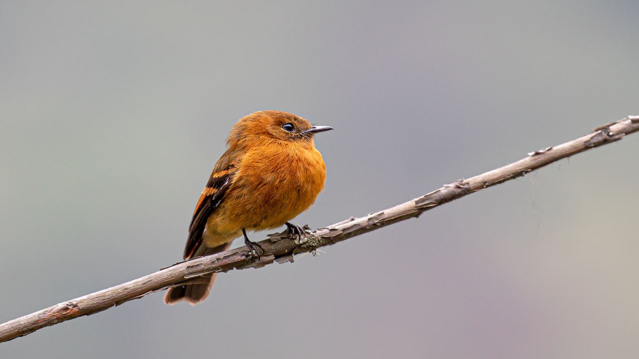 Vogelbeobachtung In Machu Picchu Von Ollantaytambo Aus foto 2